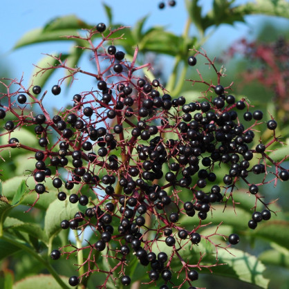 Бузина черная