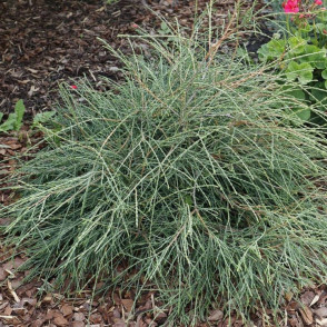 Туя западная «Филиформис»