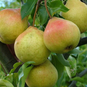 Груша «Памяти Яковлева»