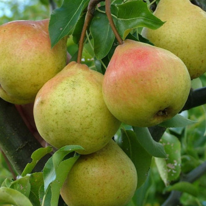 Груша «Памяти Яковлева»