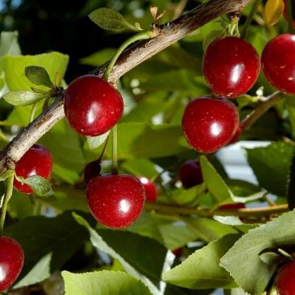 Вишня «Лебедянская»