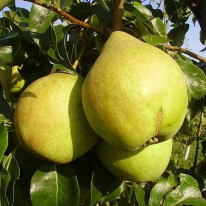 Груша «Просто Мария»
