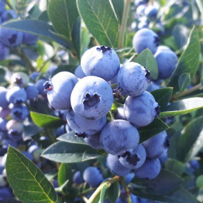 Голубика «Ханна Чойс»