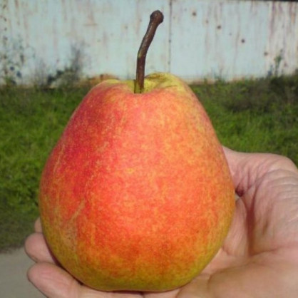 Груша «Тихий Дон»