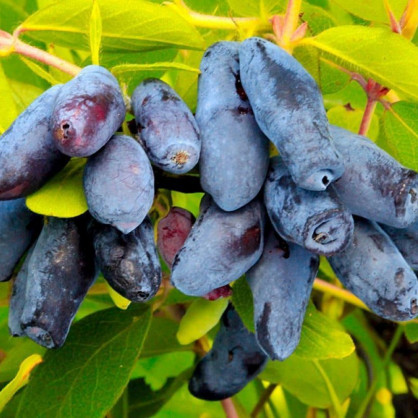 Жимолость «Ленинградский Великан»