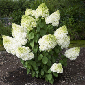 Гортензия метельчатая «Мэджикал Мунлайт»