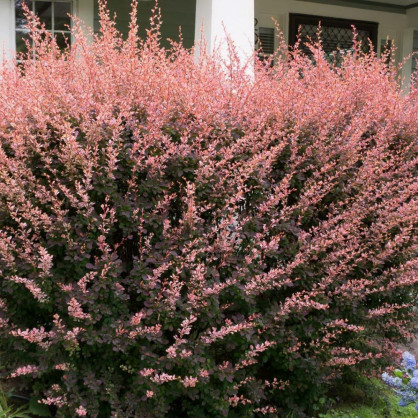 Барбарис «Роуз Глоу»