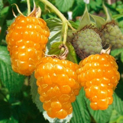 Малина «Жёлтый гигант»