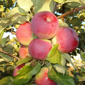 Яблоня «Орлик»