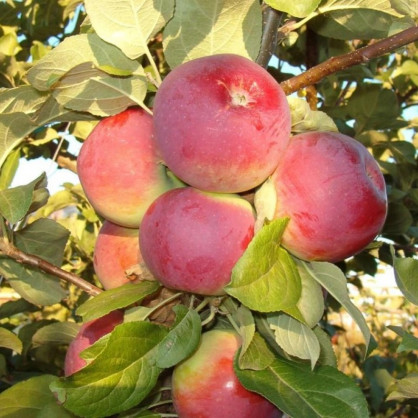 Яблоня «Орлик»