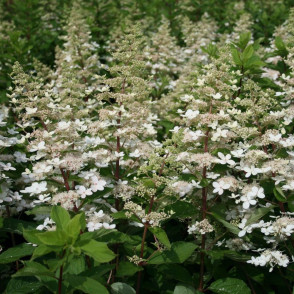 Гортензия метельчатая «Тардива»