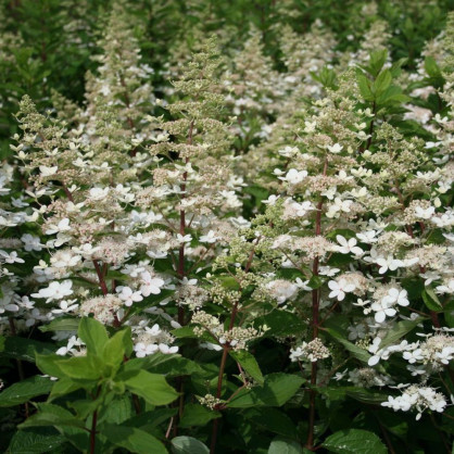 Гортензия метельчатая «Тардива»