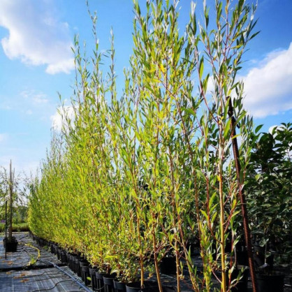 Ива «Стрела купидона»