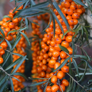 Облепиха обыкновенная