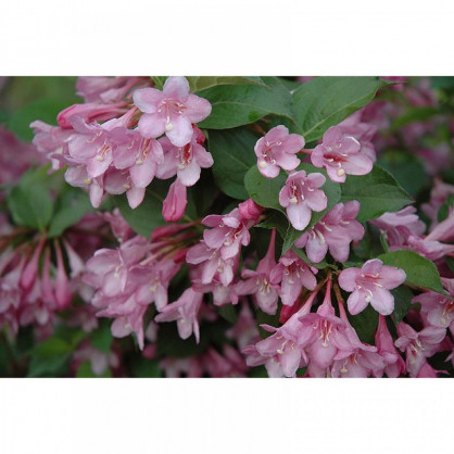 Вейгела «Бристоль Руби»