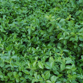 Бересклет «Колоратус»