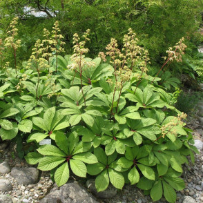 Роджерсия каштанолистная