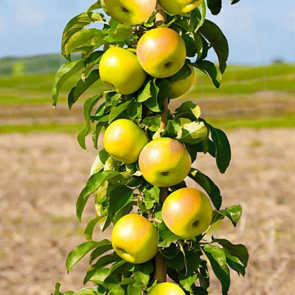 Яблоня колоновидная «Президент»