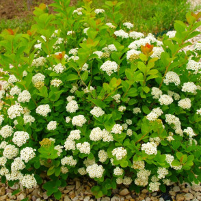 Спирея березолистная