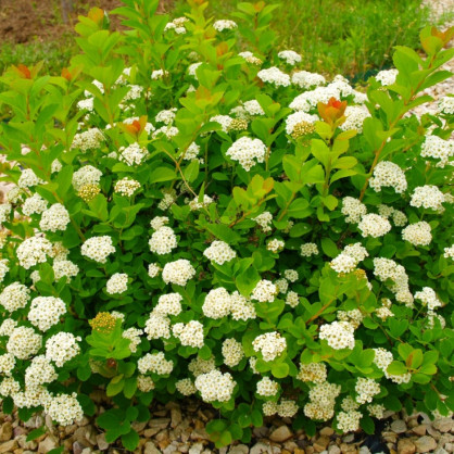 Спирея березолистная