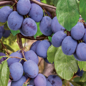 Слива «Волжская красавица»