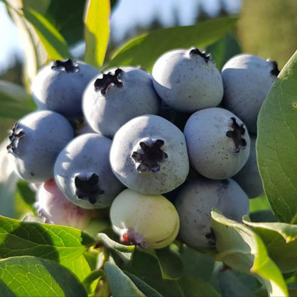 Голубика «Эллиот»