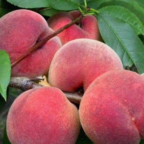 Персик «Ветеран»