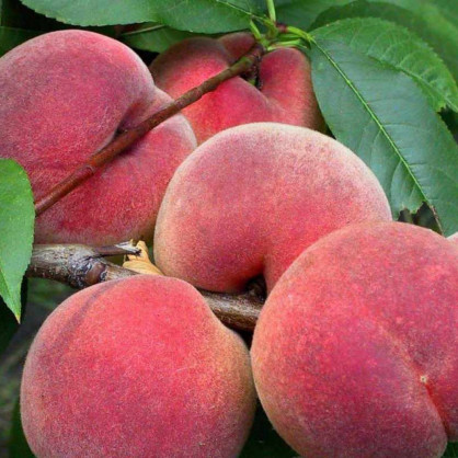 Персик «Ветеран»