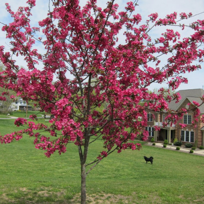 Яблоня декоративная «Огонь Прерий»