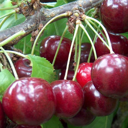 Вишня «Быстринка»