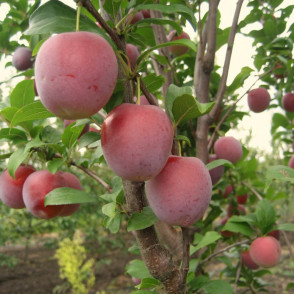 Слива колоновидная «Империал»