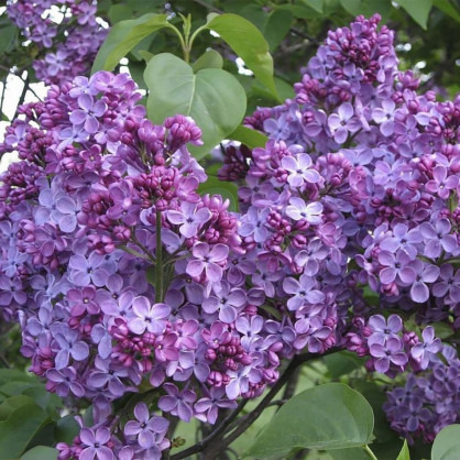 Сирень «Виктор Лемуан»