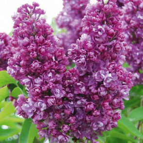 Сирень «Гайзинькалнс»