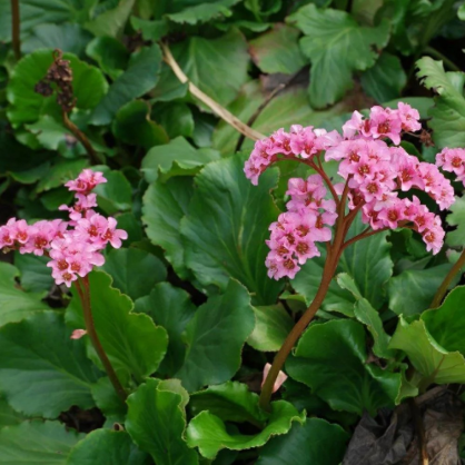 Бадан сердцелистный