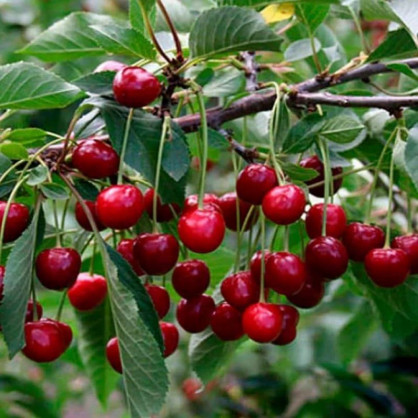 Вишня «Тургеневская»