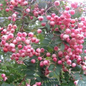 Рябина Арнольда «Корал Пинк»