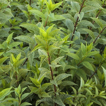 Форзиция корейская «Камсон»