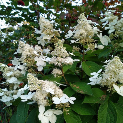 Гортензия «Киушу»