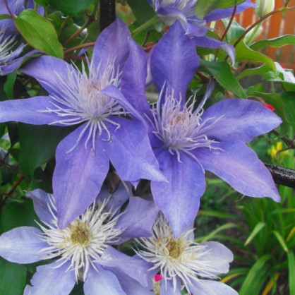 Клематис «Юста»