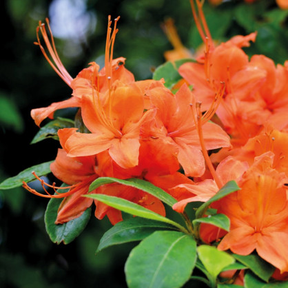 Рододендрон листопадный (Азалия) «Спикс Оранж»