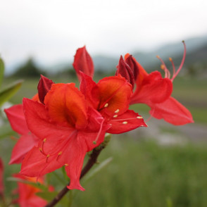 Рододендрон листопадный (Азалия) «Soir de Paris»