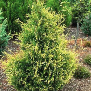 Туя «Голден Тип»