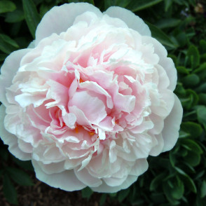 Пион «Уайт Сара Бернар»