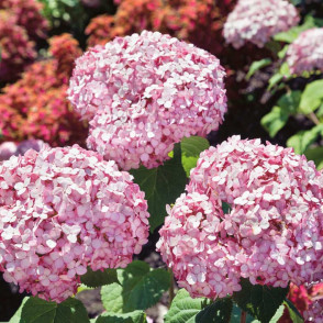 Гортензия древовидная «Кандибелле Баблгам»
