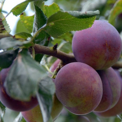 Слива «Конфетная»