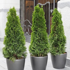 Туя западная «Смарагд»