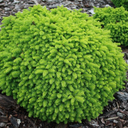 Ель обыкновенная «Литтл Джем»