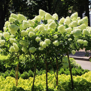 Гортензия на штамбе «Лайм Лайт»