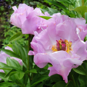 Пион «Новость Алтая»