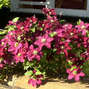 Клематис «Ред Стар»